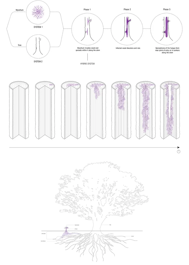 Hybrid System - Parasitic relationship between fungi and trees.